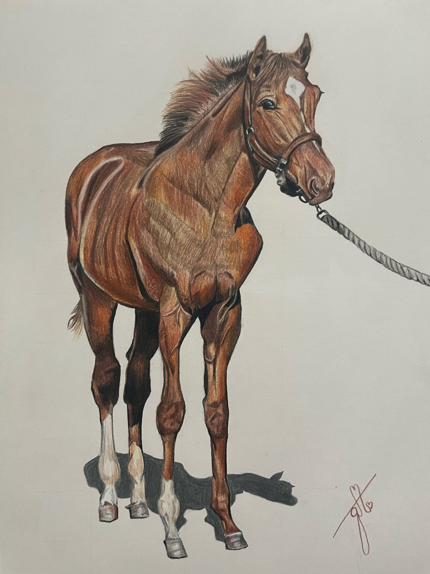 Personalized Pet Full Body Drawing