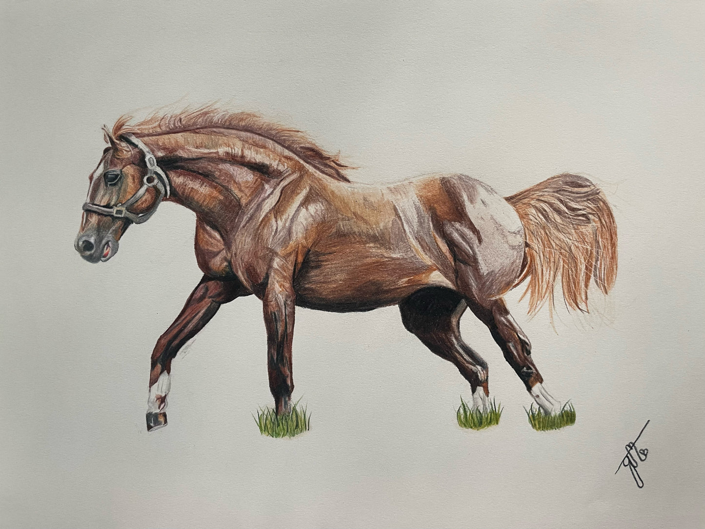 Personalized Pet Full Body Drawing