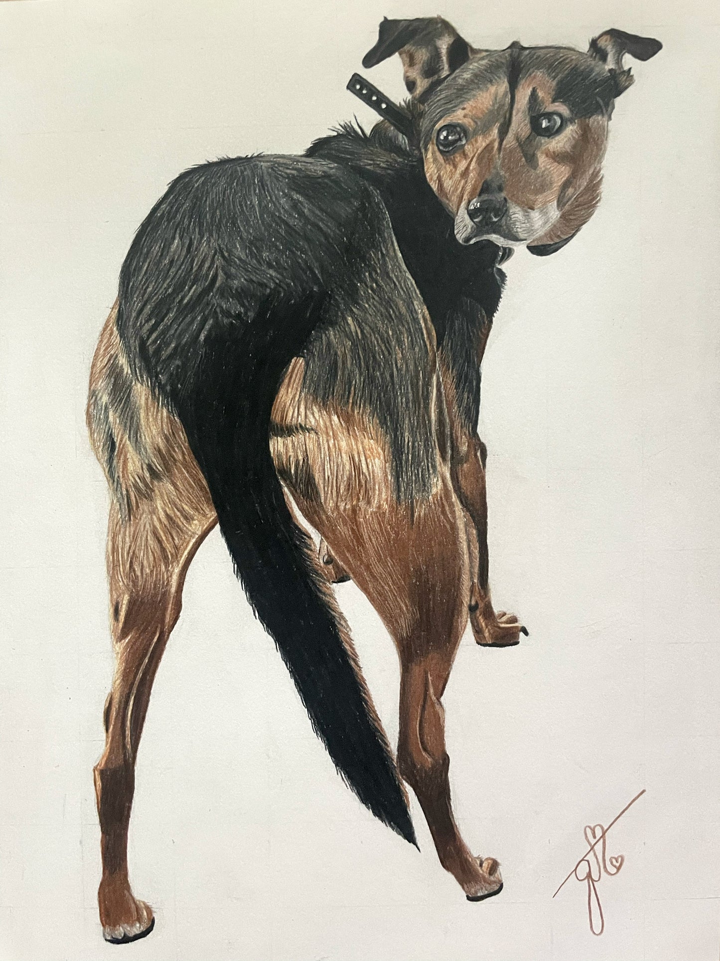 Personalized Pet Full Body Drawing